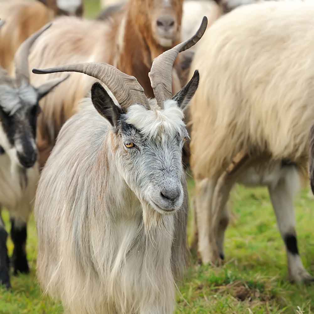Cashmere Goat